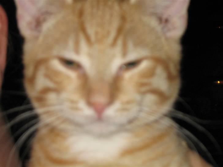 Blanding af racer KALLE billede 17