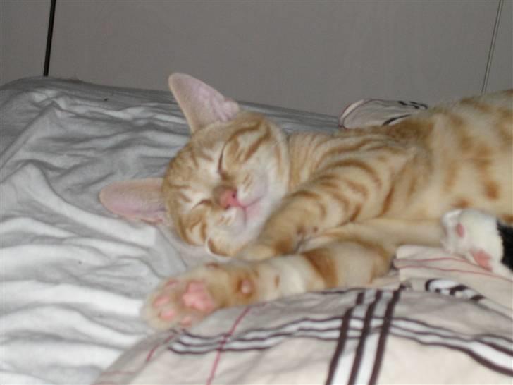 Blanding af racer KALLE billede 18