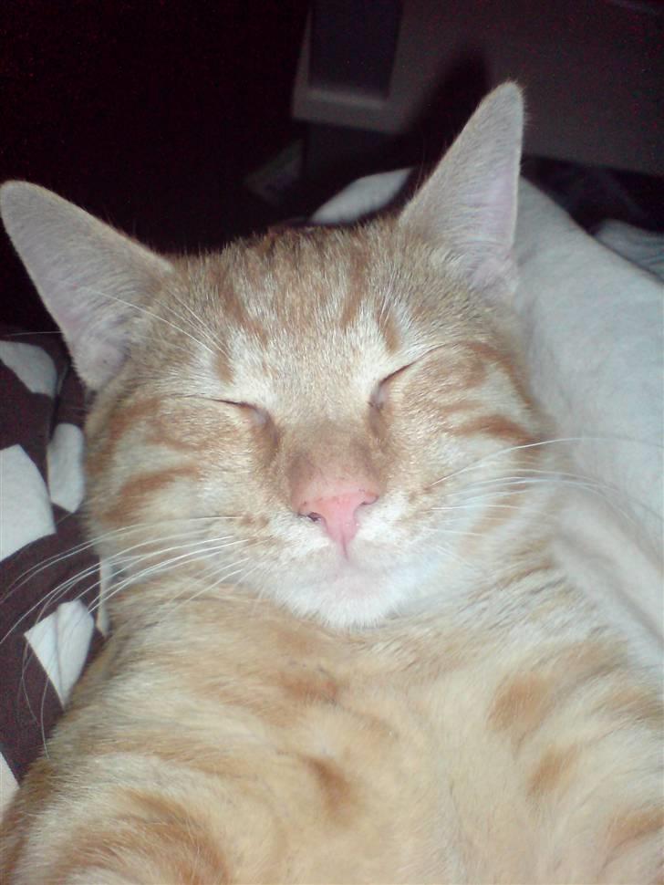 Blanding af racer KALLE billede 19