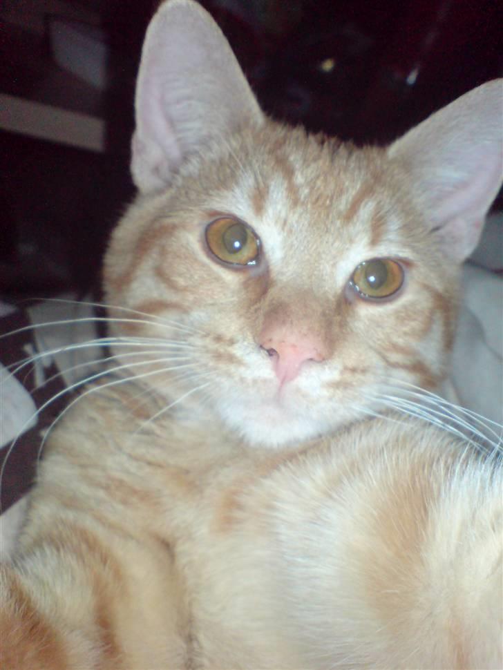 Blanding af racer KALLE billede 20