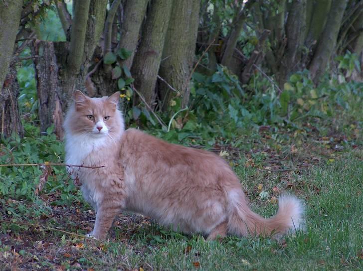 Blanding af racer Mippi billede 1