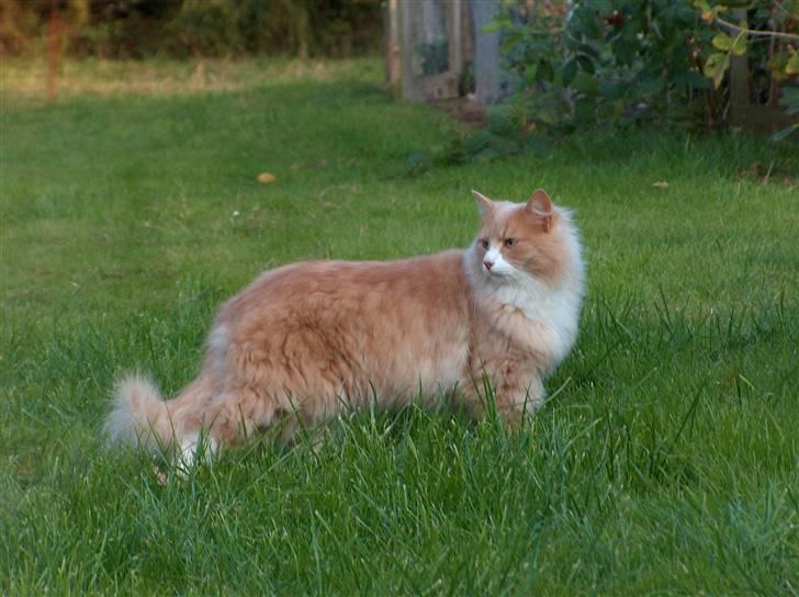 Blanding af racer Mippi billede 2