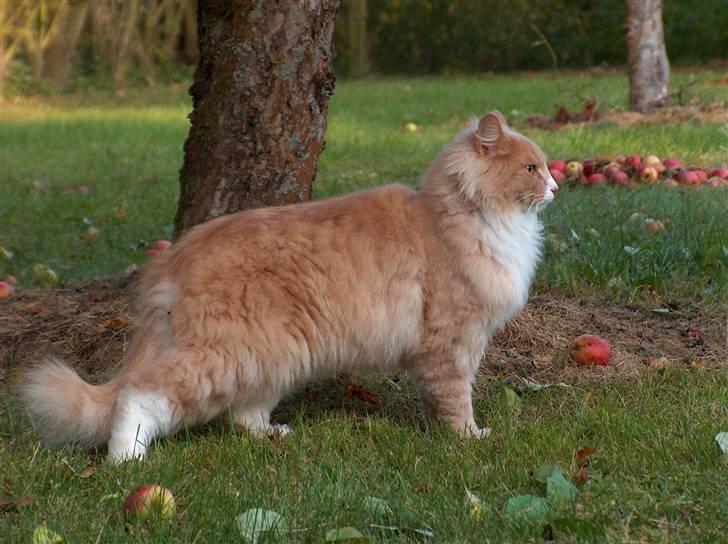 Blanding af racer Mippi billede 3