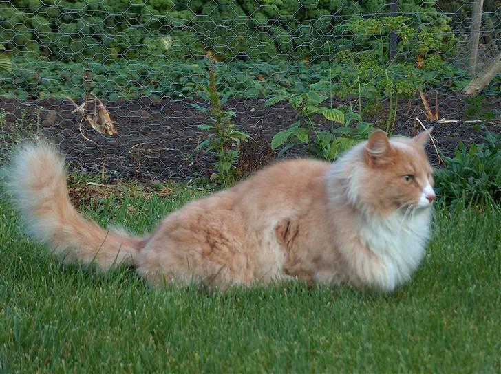 Blanding af racer Mippi billede 4