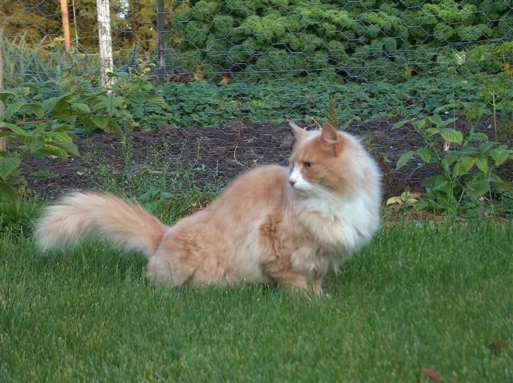 Blanding af racer Mippi billede 5