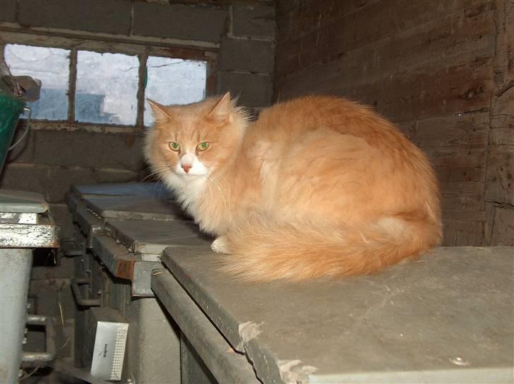 Blanding af racer Mippi billede 6