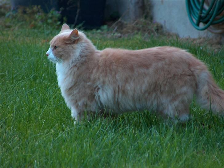 Blanding af racer Mippi billede 7