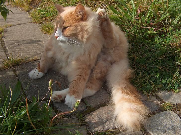 Blanding af racer Mippi billede 8