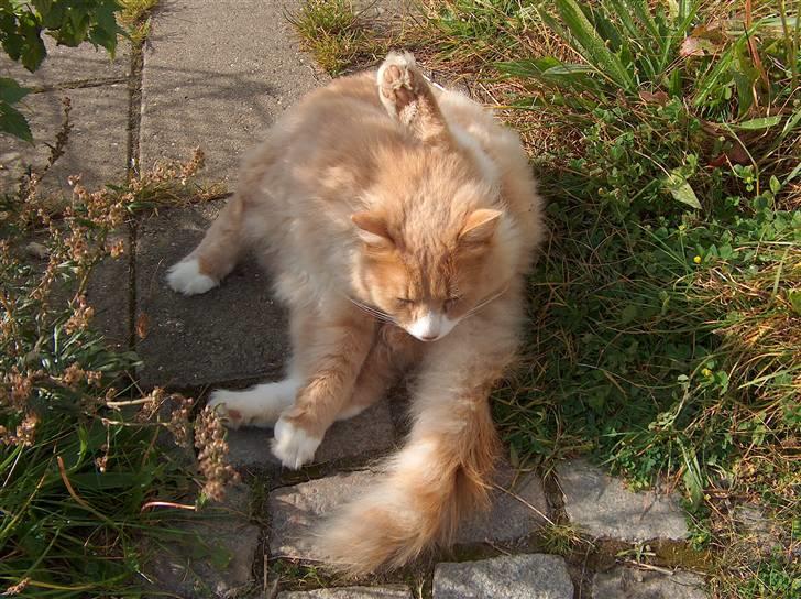 Blanding af racer Mippi billede 9