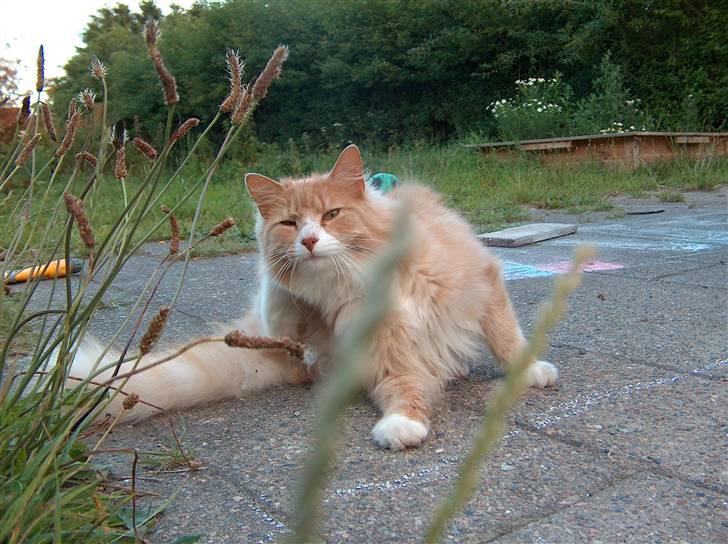 Blanding af racer Mippi billede 10