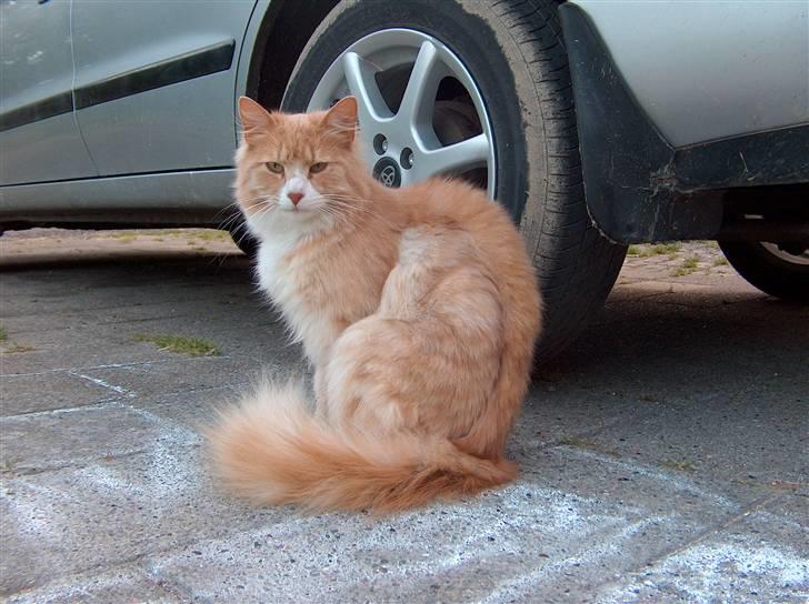 Blanding af racer Mippi billede 11