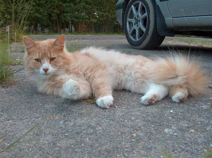 Blanding af racer Mippi billede 12