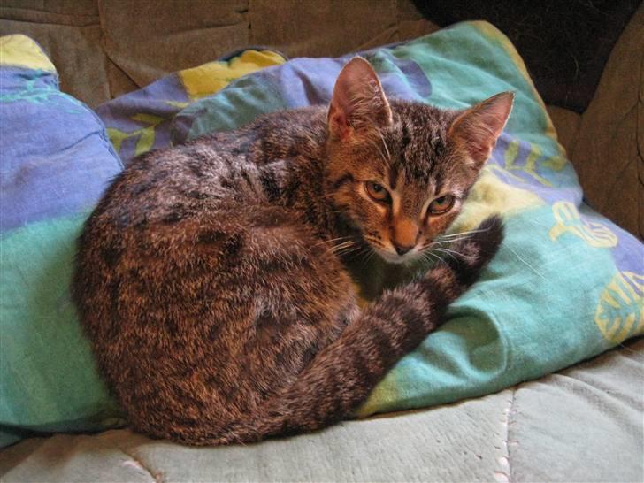 Huskat Missetat **BORTGIVET** - Nåårh (: billede 16