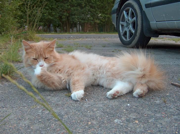 Blanding af racer Mippi billede 13