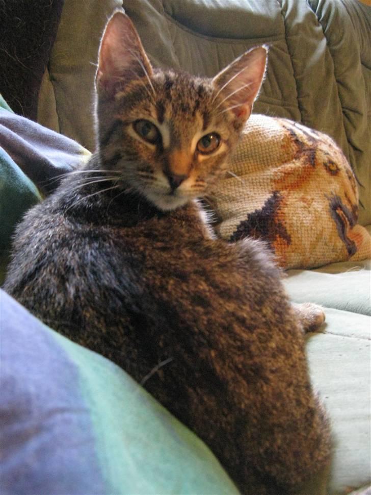 Huskat Missetat **BORTGIVET** billede 17