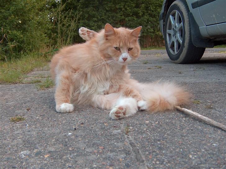 Blanding af racer Mippi billede 14