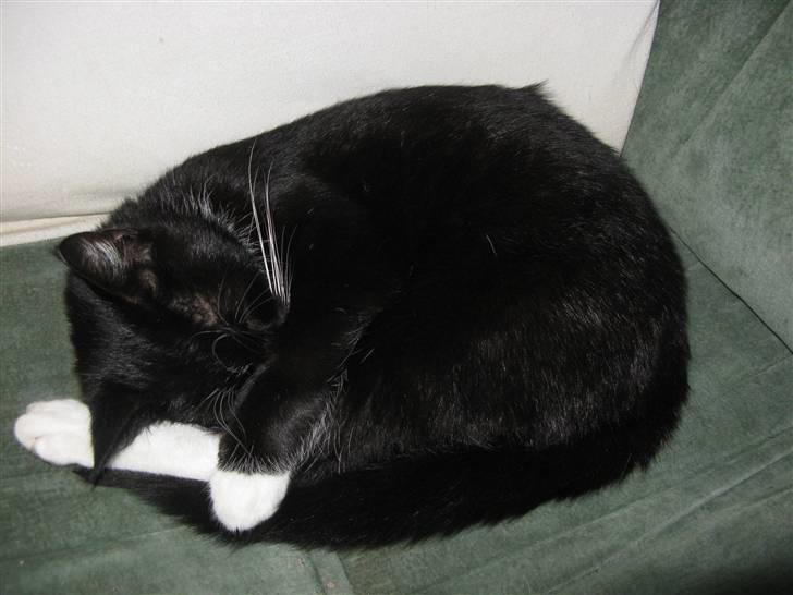 Huskat Emilie - Emiiiiiiiiiiiiiiiiilie (: billede 18