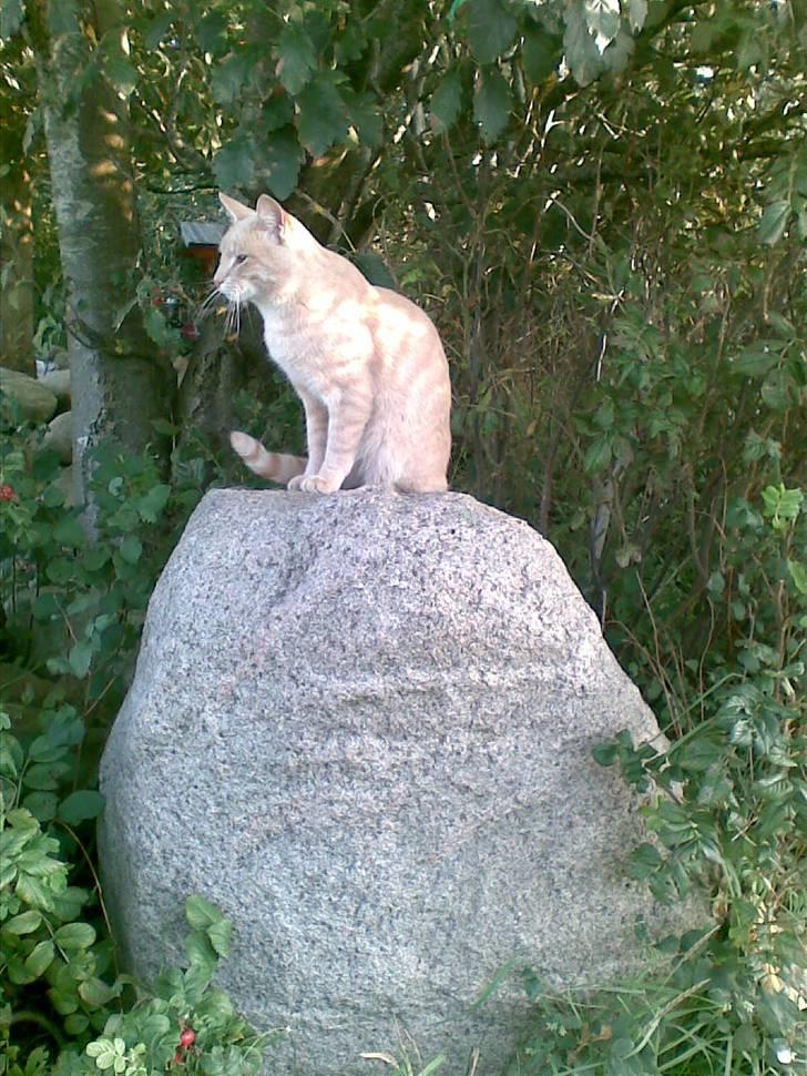 Blanding af racer Mogens <33 billede 19