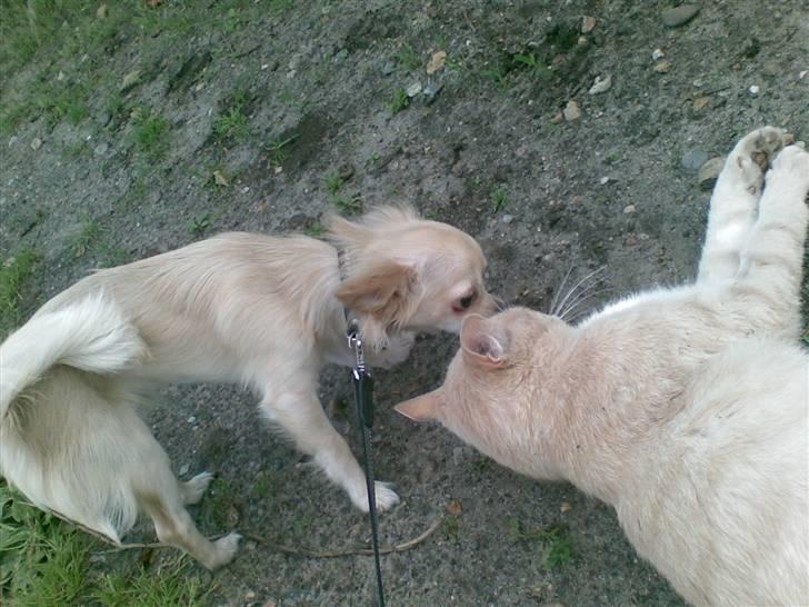 Blanding af racer Mogens <33 billede 20