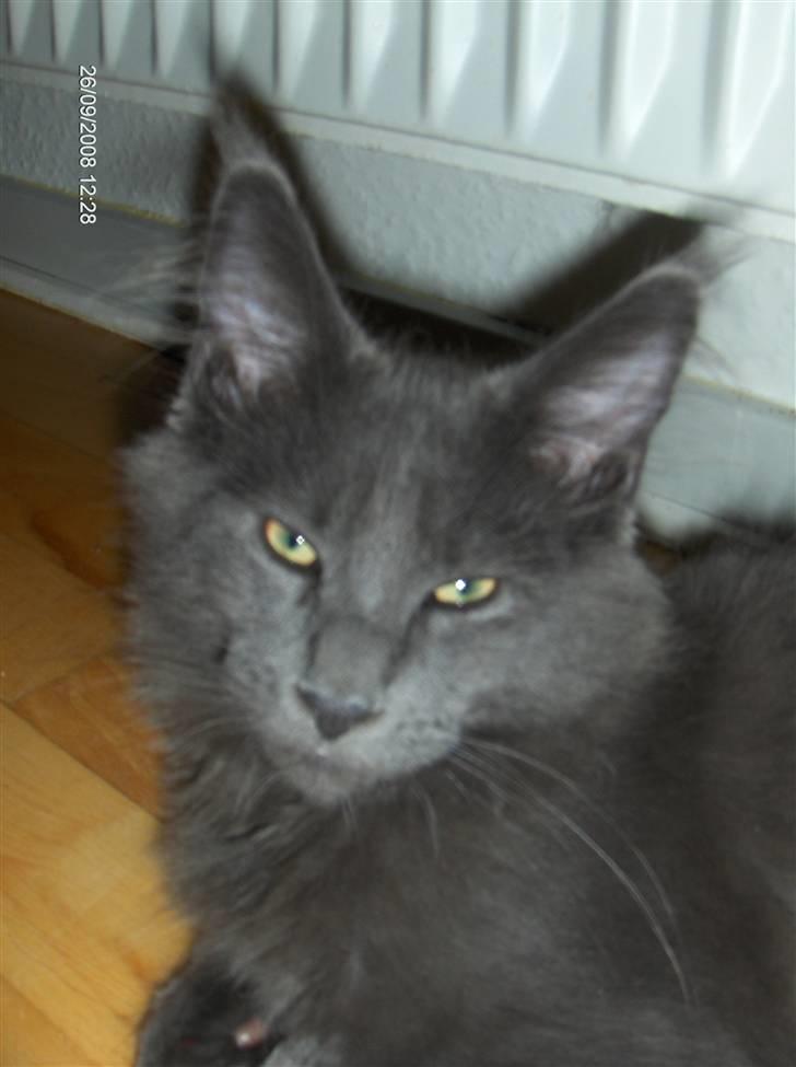 Maine Coon Micharlo's Duan Sardor billede 6