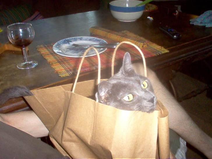 Korat Tao - papirsposer er næsten lige så gode som papkasser billede 2