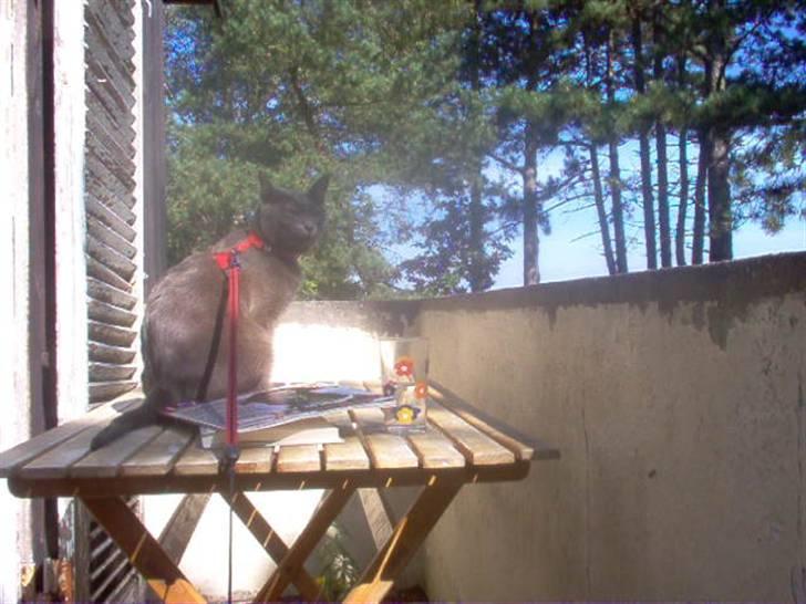 Korat Tao - På sommerferie billede 3