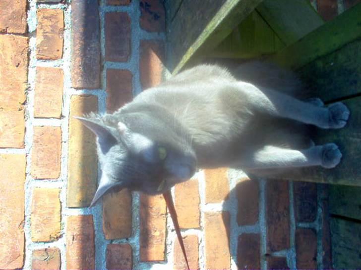 Korat Tao - er dygtig til at gå i rem billede 4