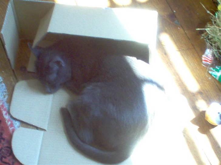 Korat Tao - kan jeg mon ikke komme helt ind i papkassen billede 8