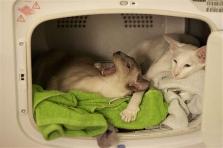 Siameser Vívil - putter med søs i de varme håndklæder billede 12