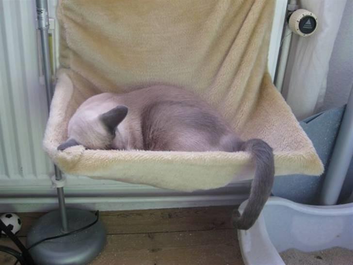 Siameser Vívil - snork! billede 13