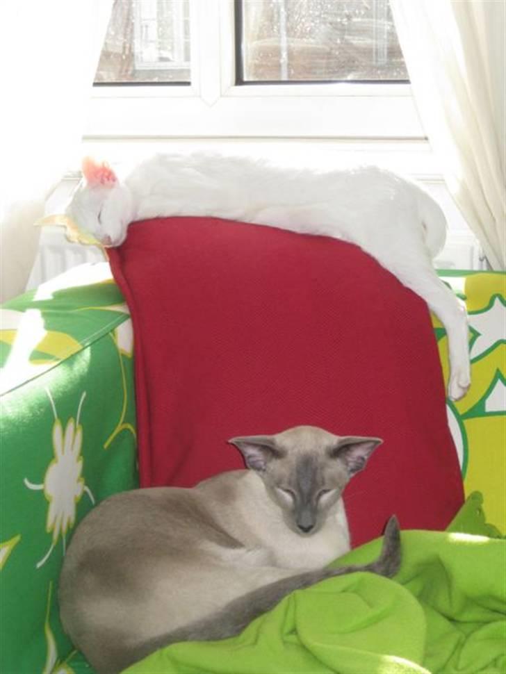 Siameser Vívil - altid skal jeg være nederst :( billede 14