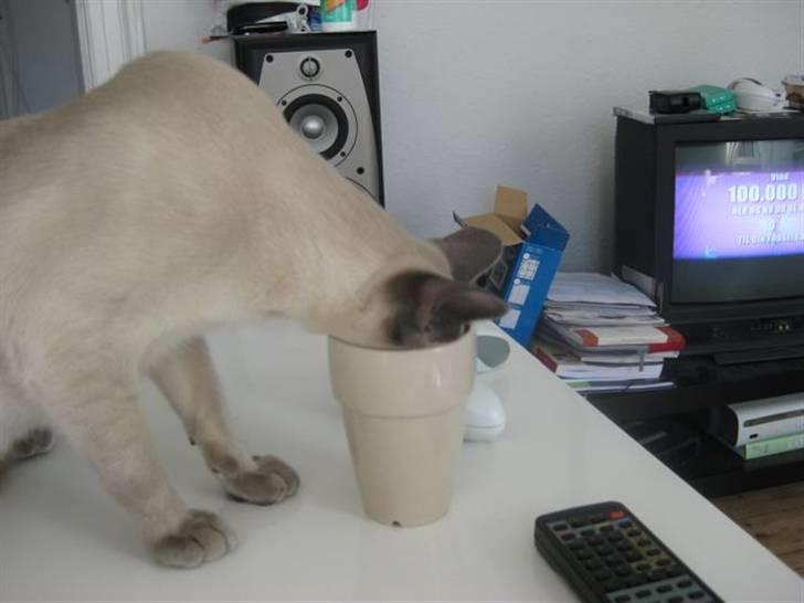 Siameser Vívil - tja...når de ikke vil give mig mælken, så må jeg selv tage den billede 15