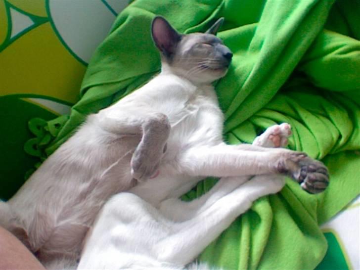 Siameser Vívil - er jeg ikke lækker? billede 16