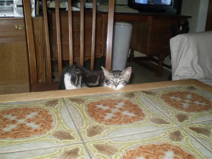 Huskat ingen i nu SOLGT billede 12