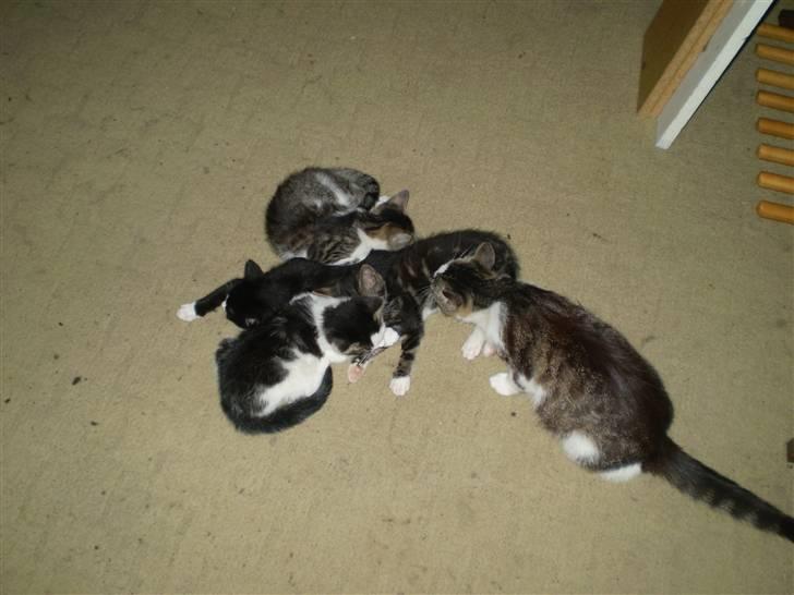 Huskat mille billede 6