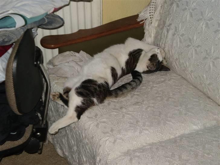 Huskat putte billede 9