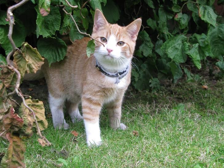 Huskat Dumle - Spændende - hvad er det for noget ? billede 16