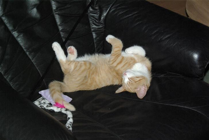 Huskat Dumle - Sovetryne - udmattet efter at lege med legetøjet i stolen ;] billede 17