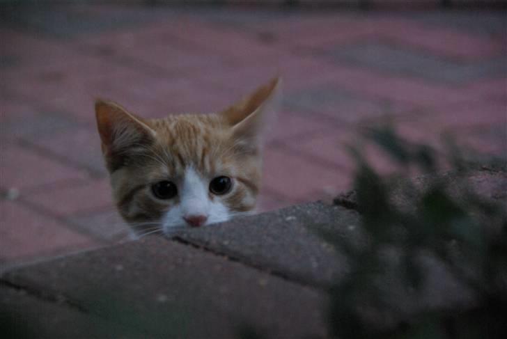 Huskat Dumle - På lur. Opdaget ;] billede 18