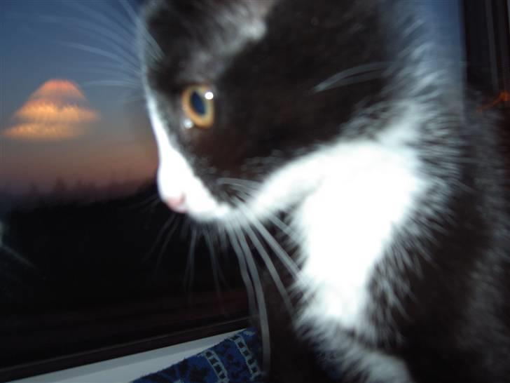 Huskat Dolly.. - Sidder og kigger på solnedgangen.. billede 1
