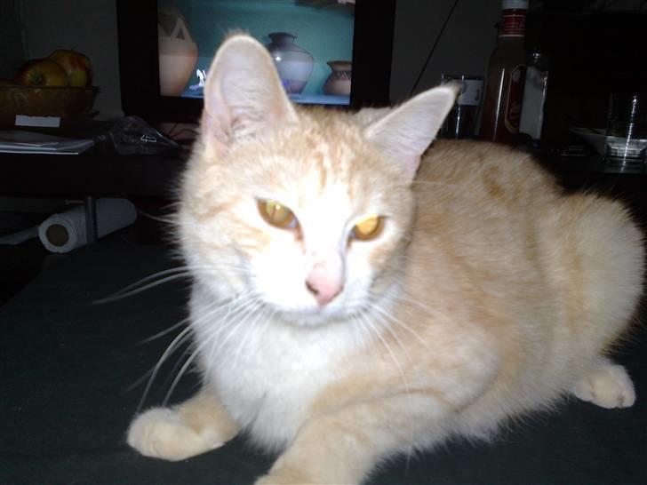 Huskat Karsten billede 12