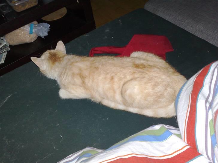 Huskat Karsten billede 13