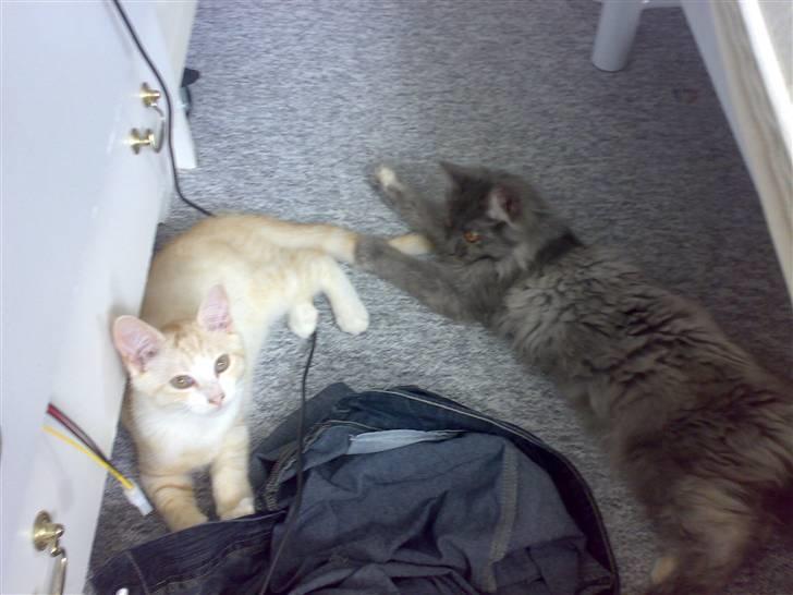 Huskat Karsten billede 14