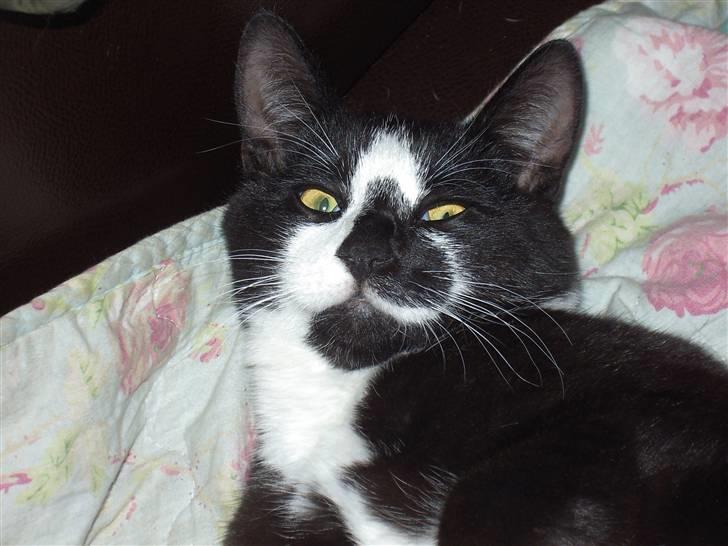 Huskat Elvis billede 1