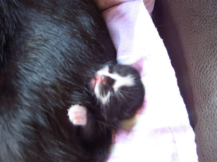 Huskat Elvis - Bruger lige mors ben som dyne.. billede 2