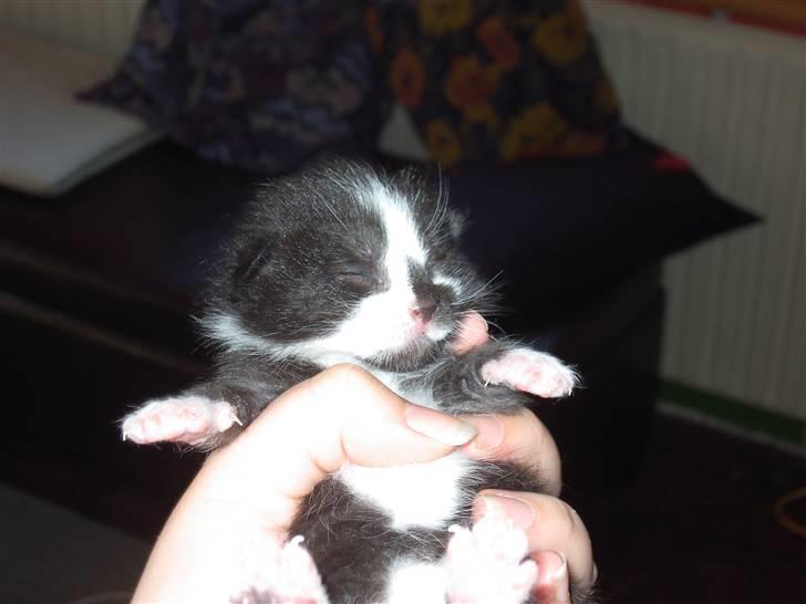 Huskat Elvis billede 3