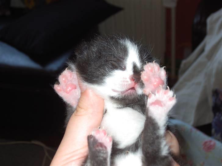 Huskat Elvis billede 4