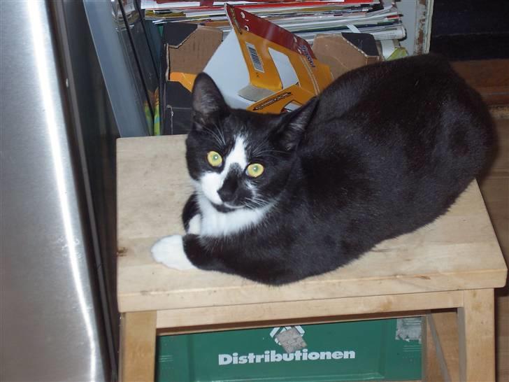 Huskat Elvis billede 5