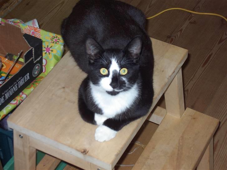 Huskat Elvis billede 6