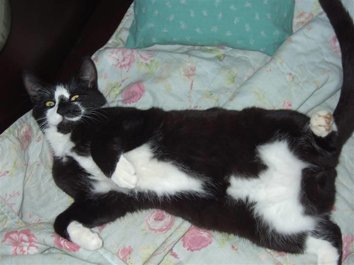 Huskat Elvis billede 7